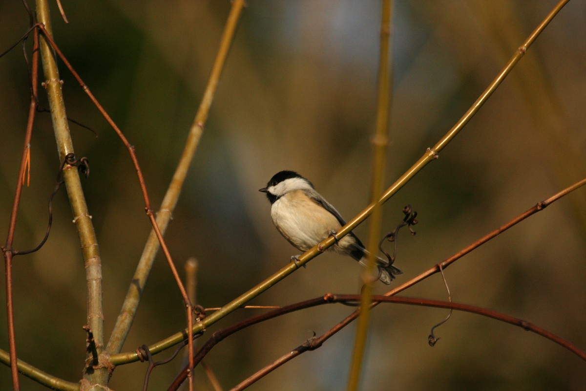 Carolina Chickadee - ML317076101