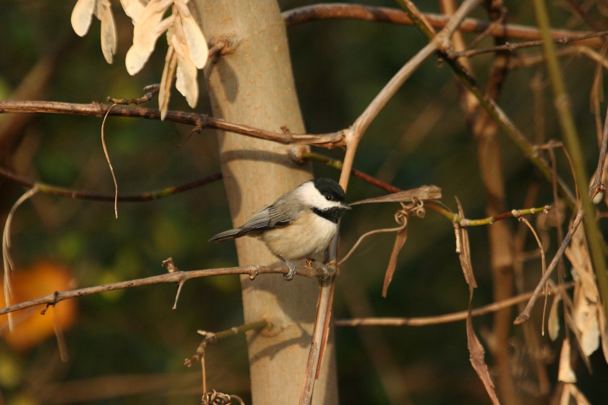 Carolina Chickadee - Marshall Iliff