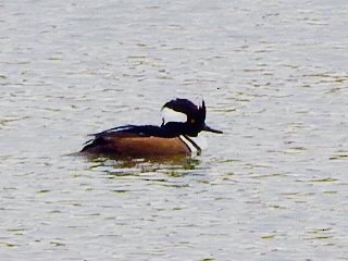 Hooded Merganser - Jason C. Martin