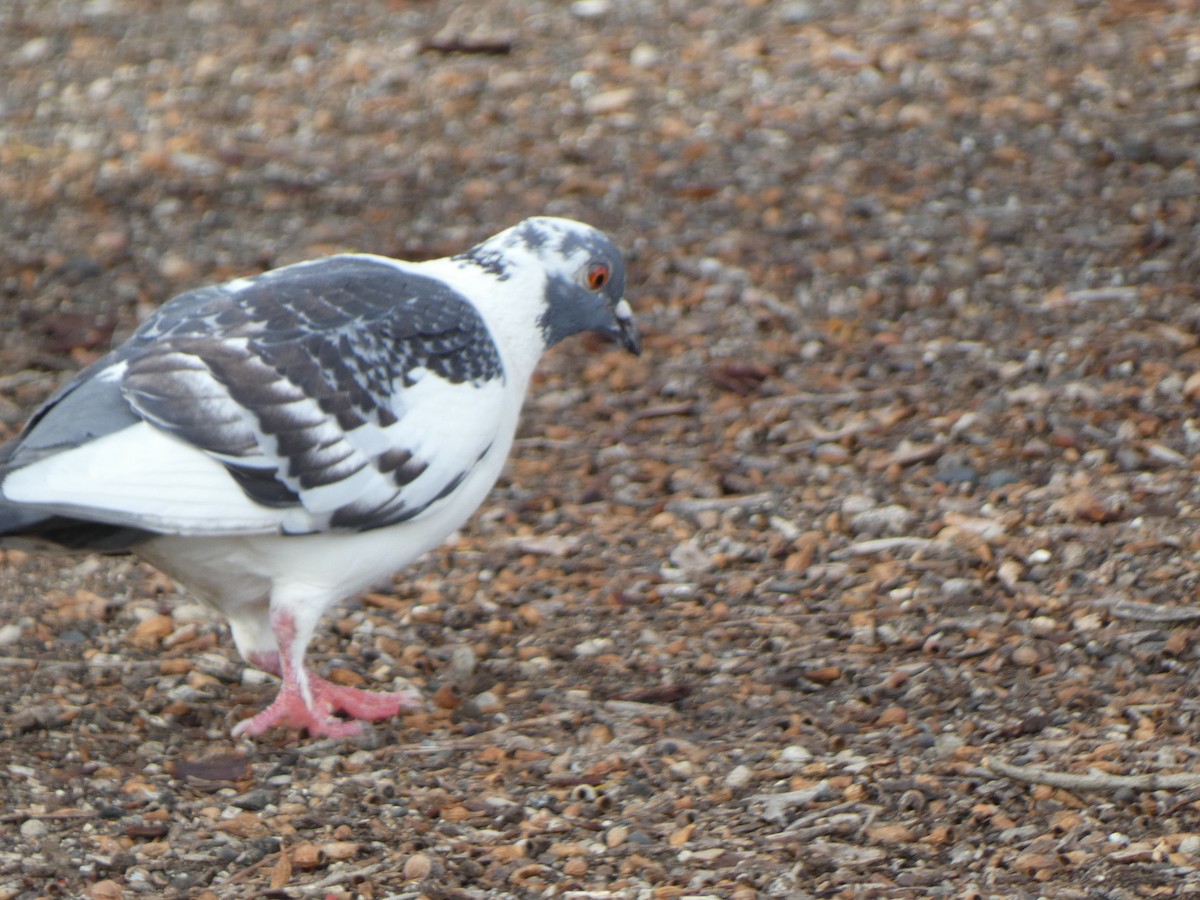 Rock Pigeon (Feral Pigeon) - ML317080171