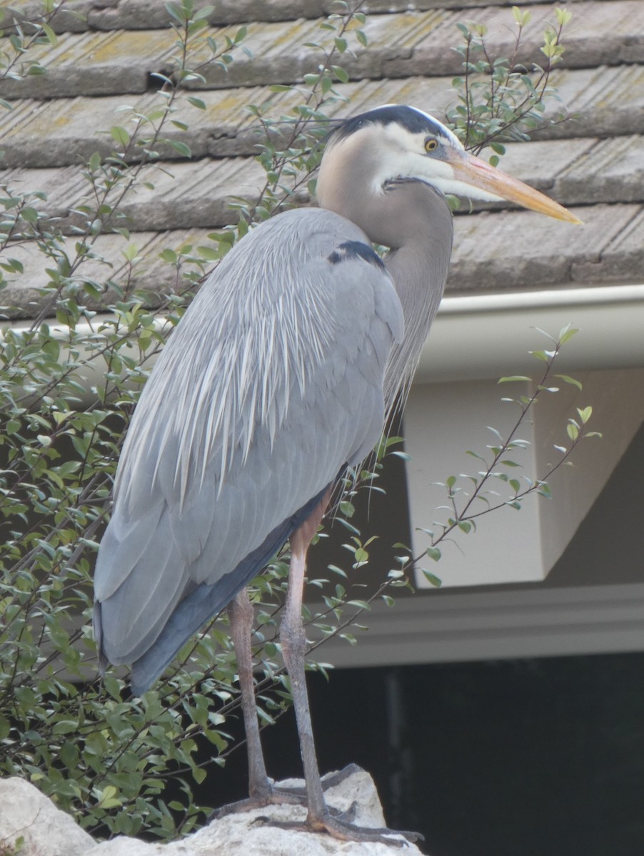 Great Blue Heron (Great Blue) - ML317081471