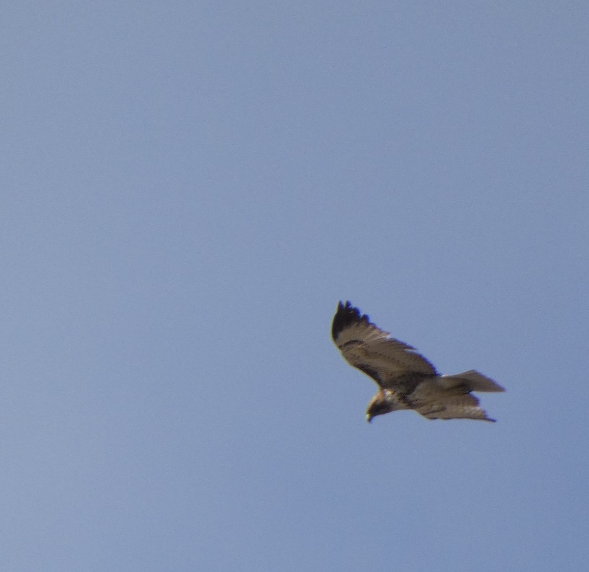 Red-tailed Hawk (calurus/alascensis) - ML317081561