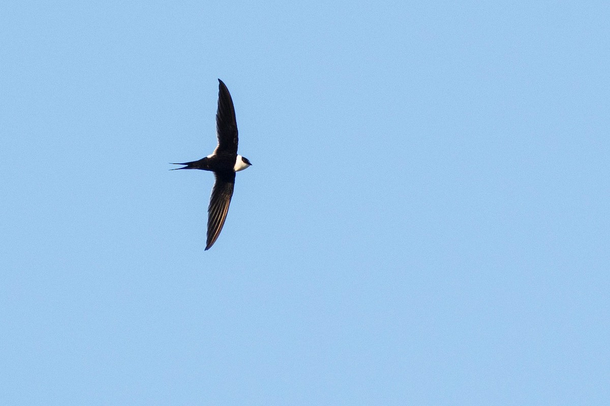 Great Swallow-tailed Swift - ML317082921