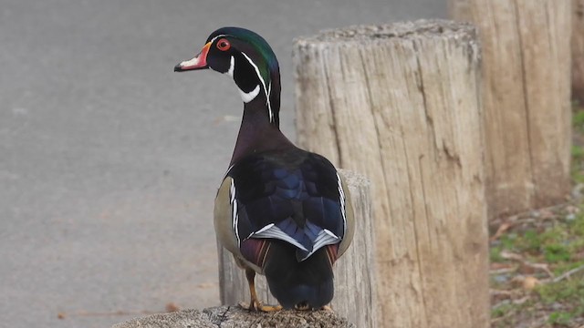 Wood Duck - ML317086171