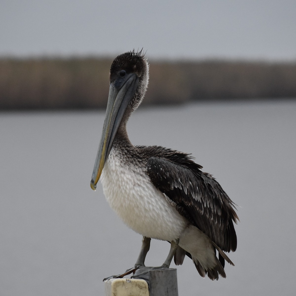 Brown Pelican - Sydney Gerig