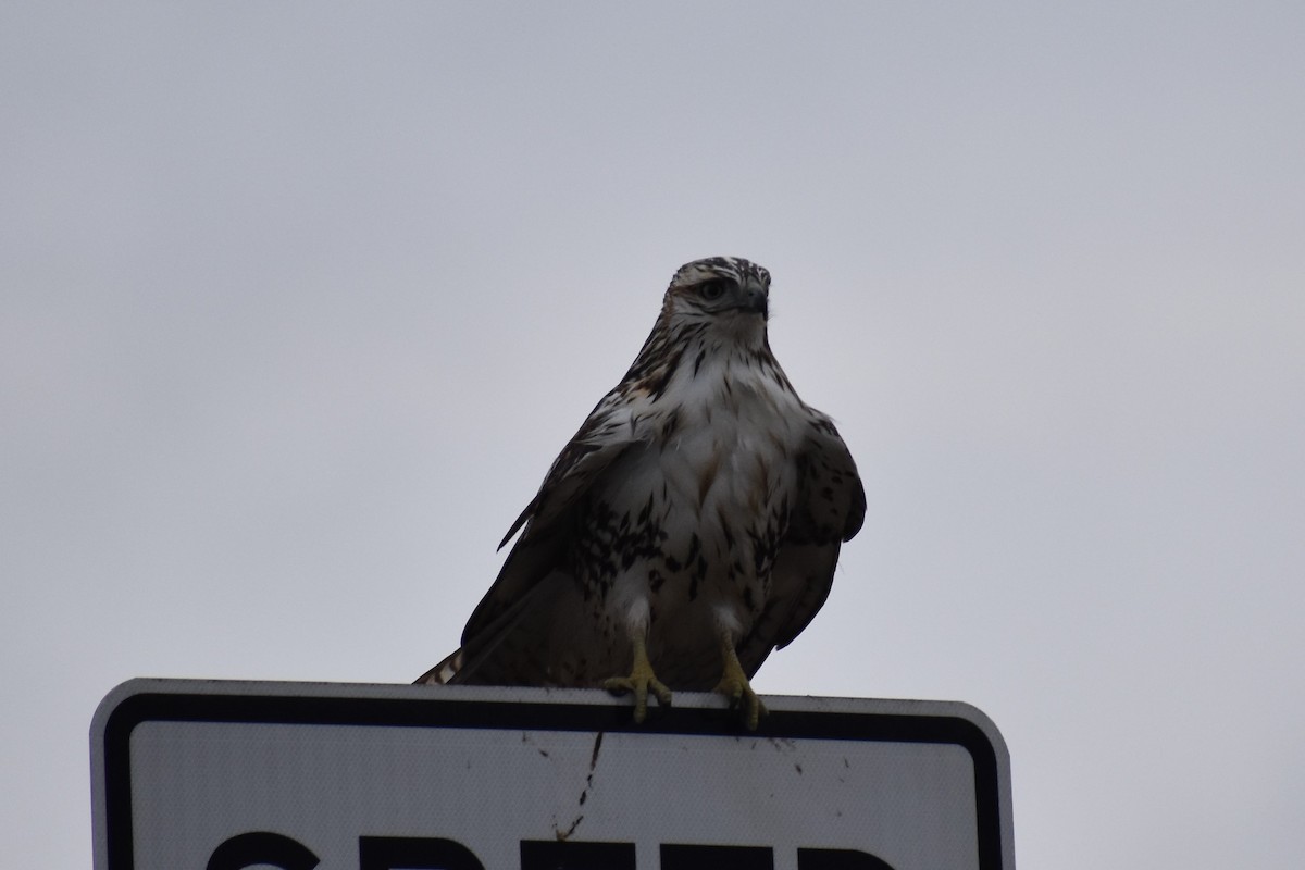 Red-tailed Hawk - ML317087921