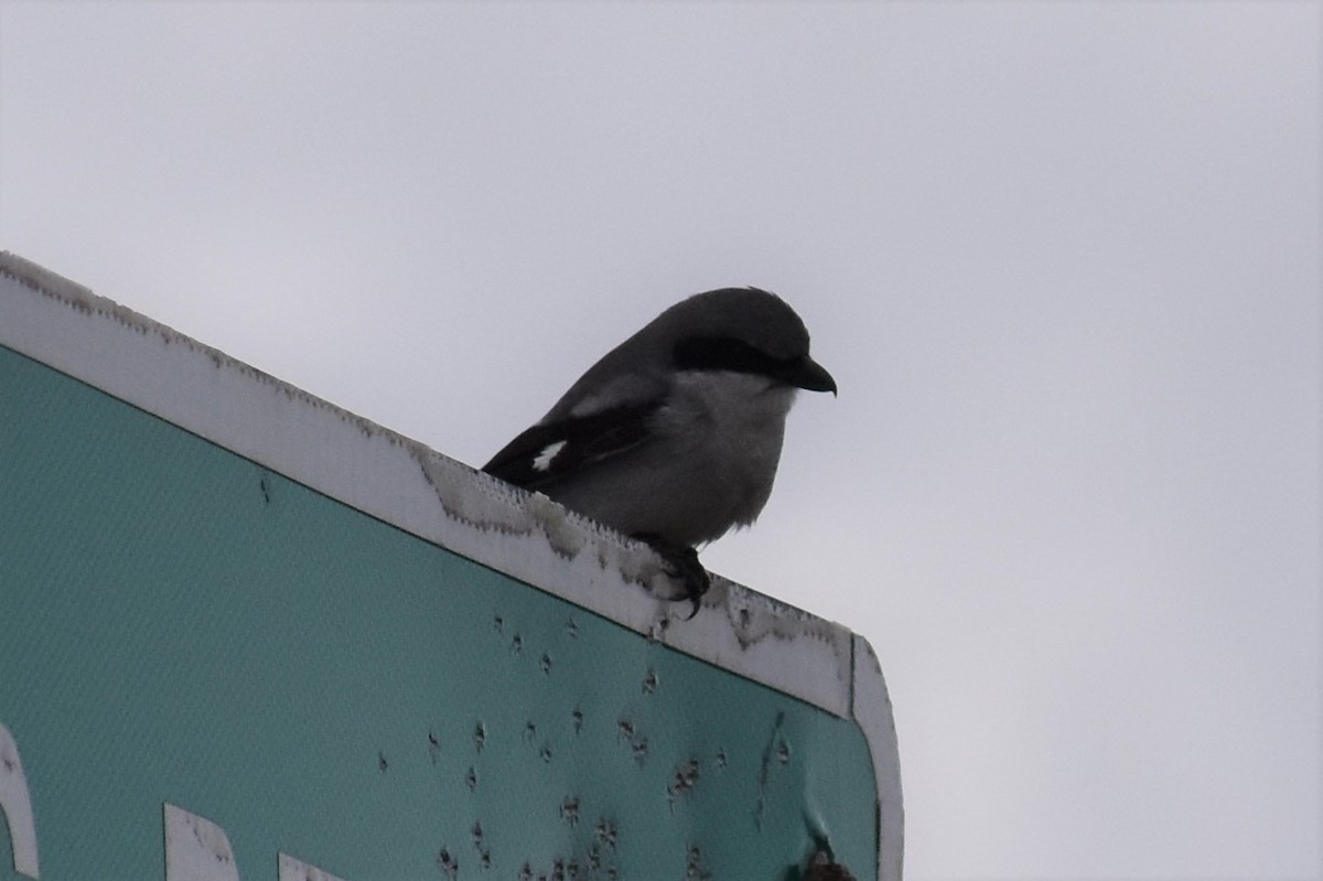 Loggerhead Shrike - ML317088021