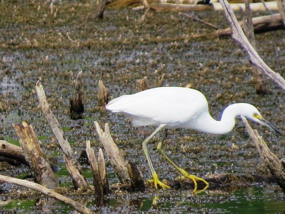 Snowy Egret - ML31708921