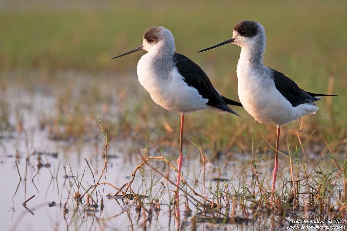 Black-winged Stilt - Arpit Deomurari