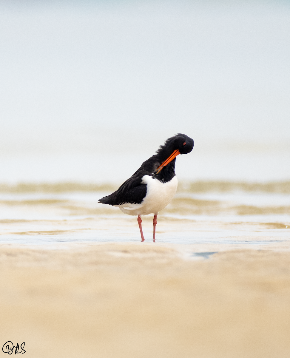 Eurasian Oystercatcher - ML317090461