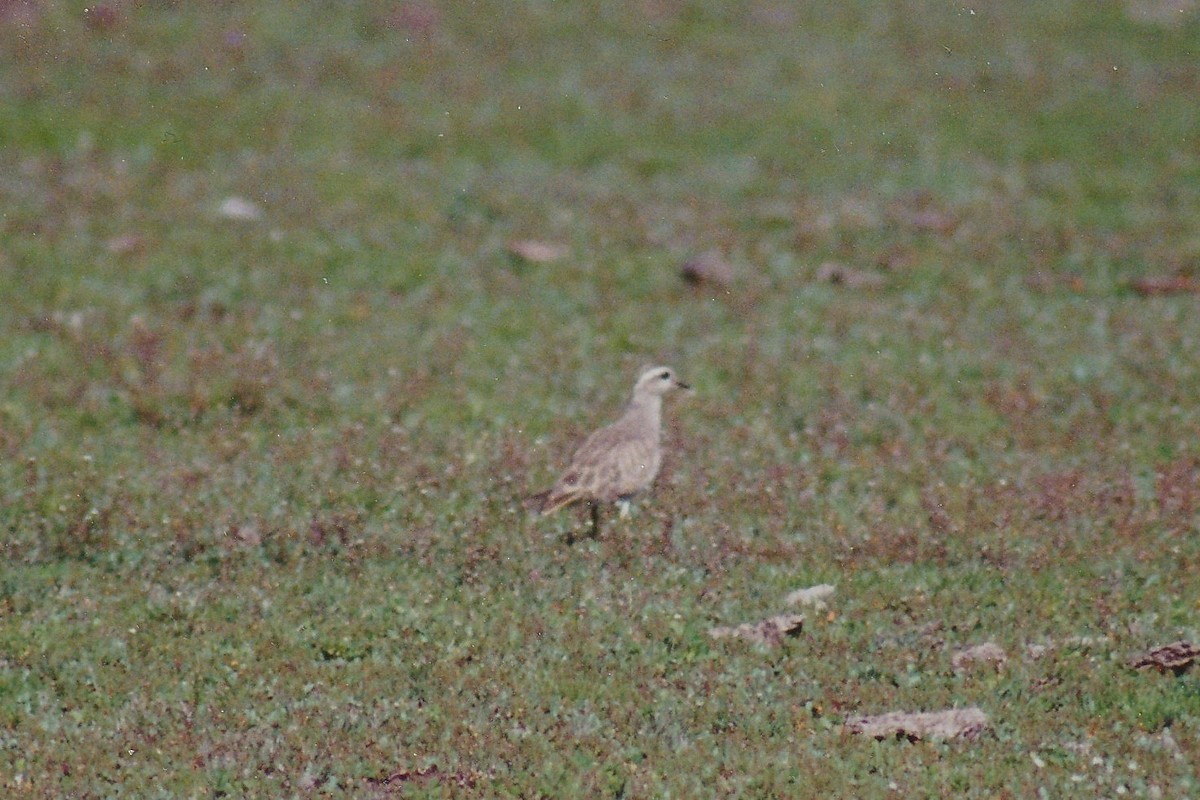 Eurasian Dotterel - ML317090761