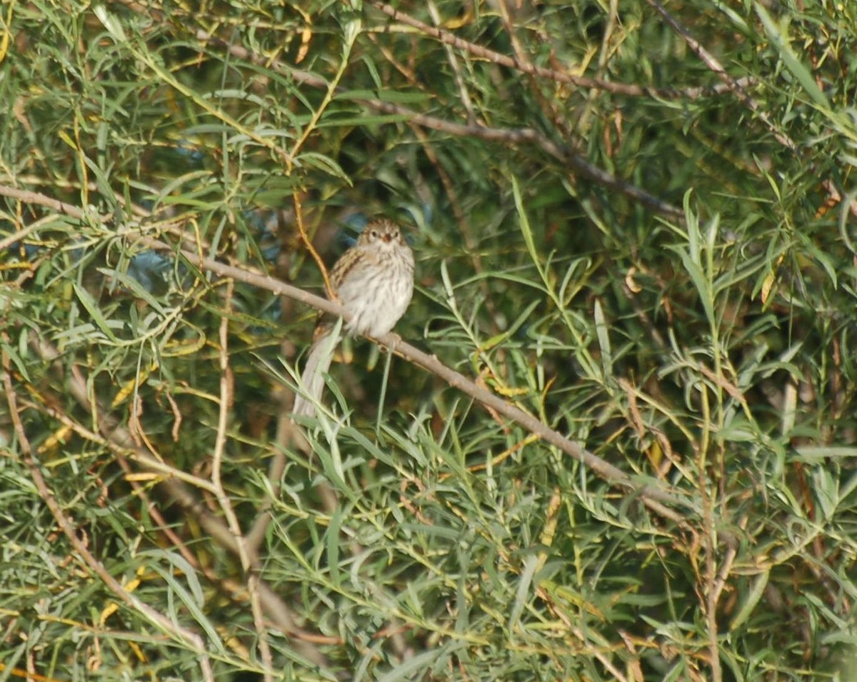 Chipping Sparrow - David Fraser