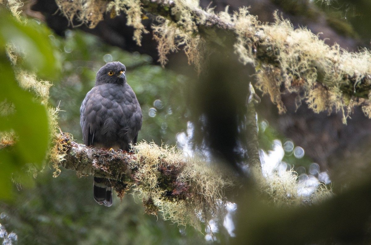 White-rumped Hawk - ML317090981