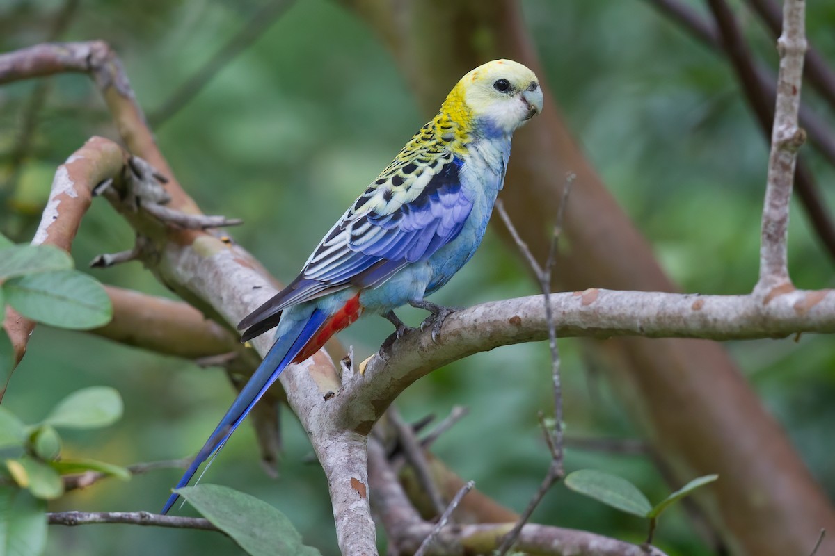 Pale-headed Rosella - ML317091071