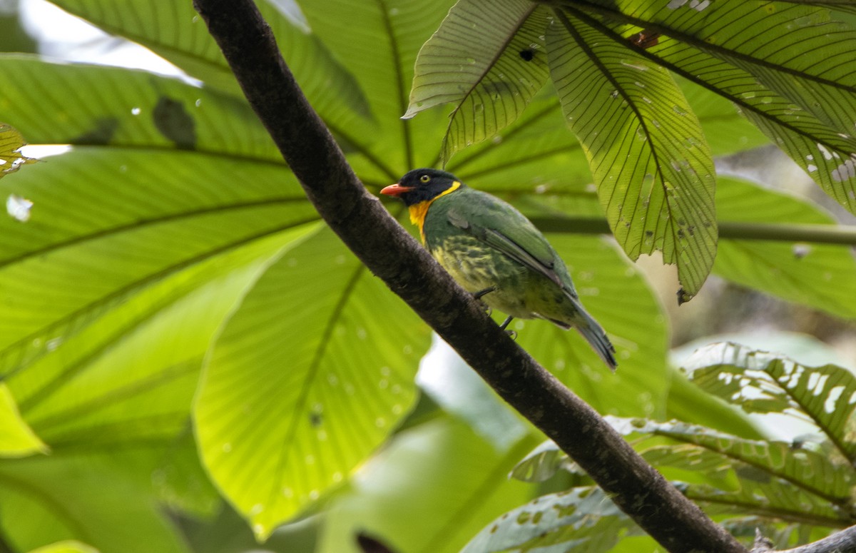 Cotinga masqué - ML317091211