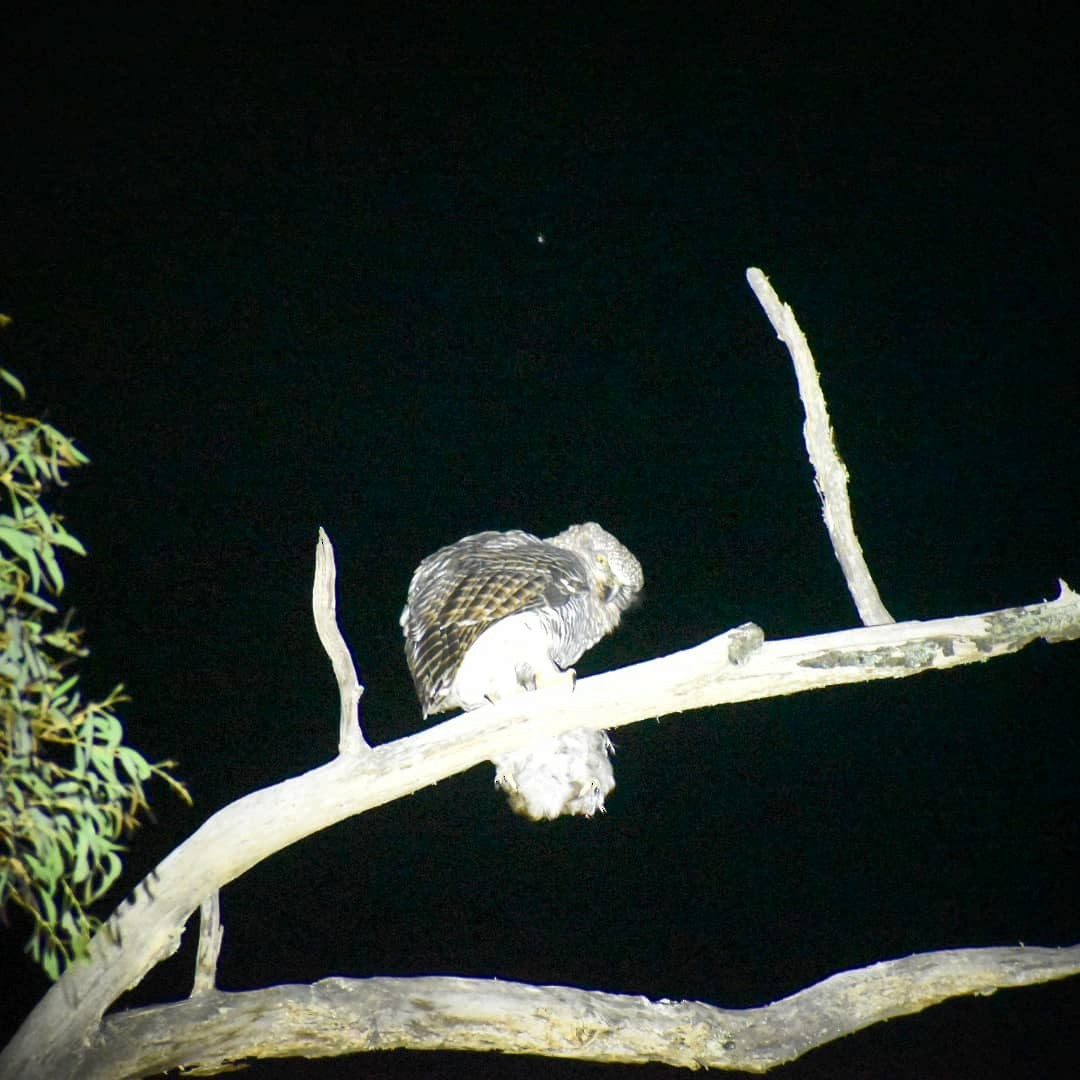 eBird Checklist - 9 Mar 2021 - Blundells Creek Road, Cotter River ...