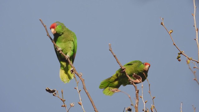 メキシコアカボウシインコ - ML317091951