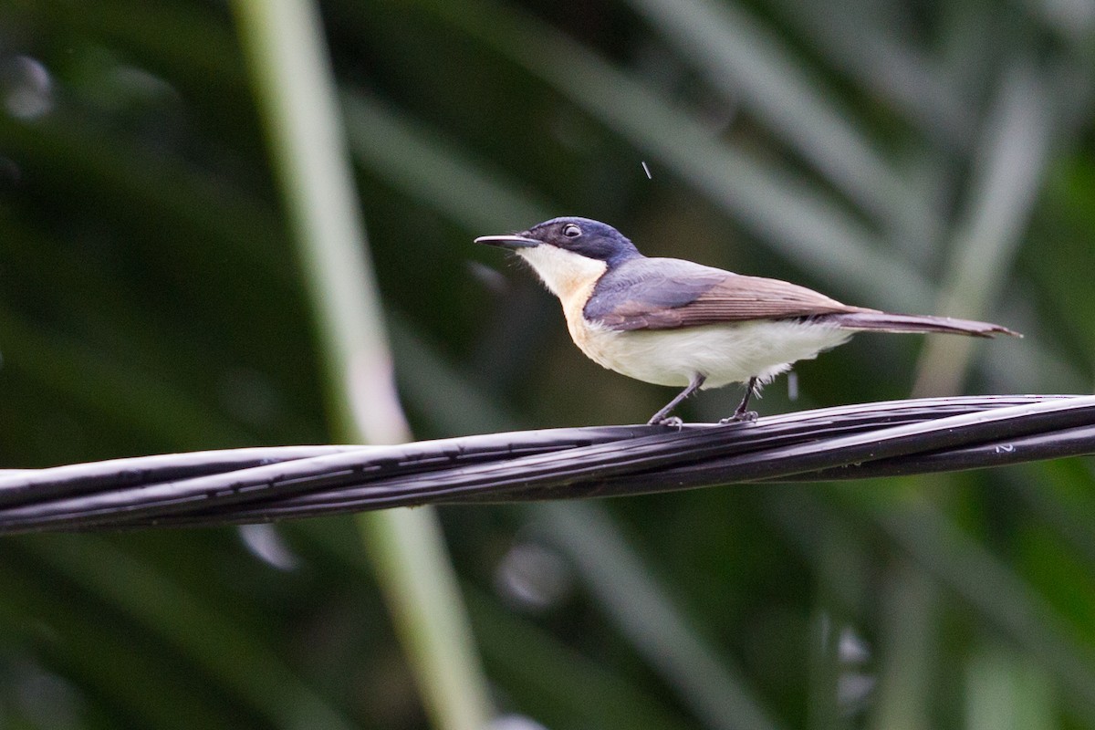 Restless Flycatcher - ML317092841