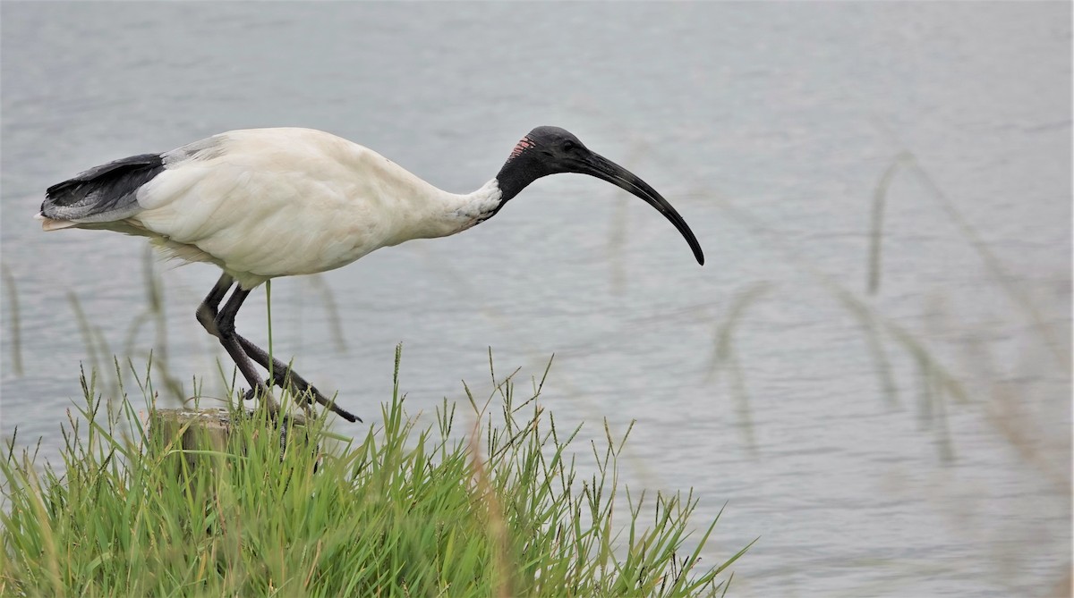 ibis australský - ML317094441