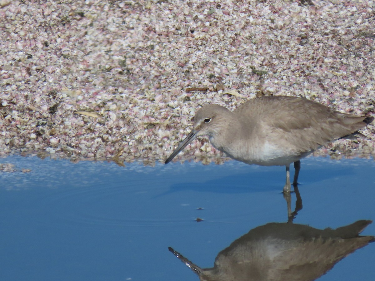 Willet - ML317095731