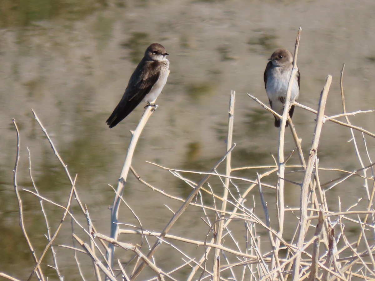 Northern Rough-winged Swallow - ML317096281