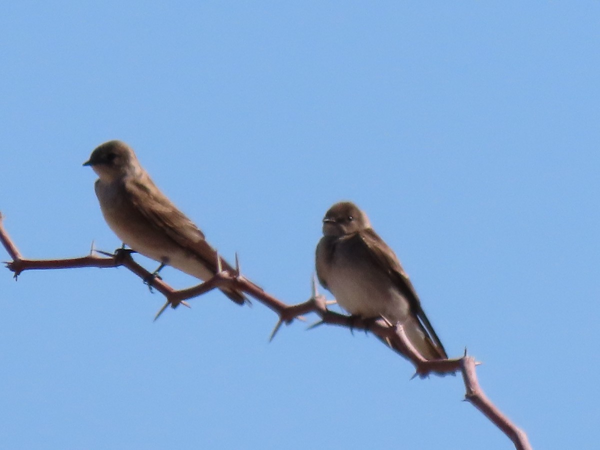 Northern Rough-winged Swallow - ML317099921