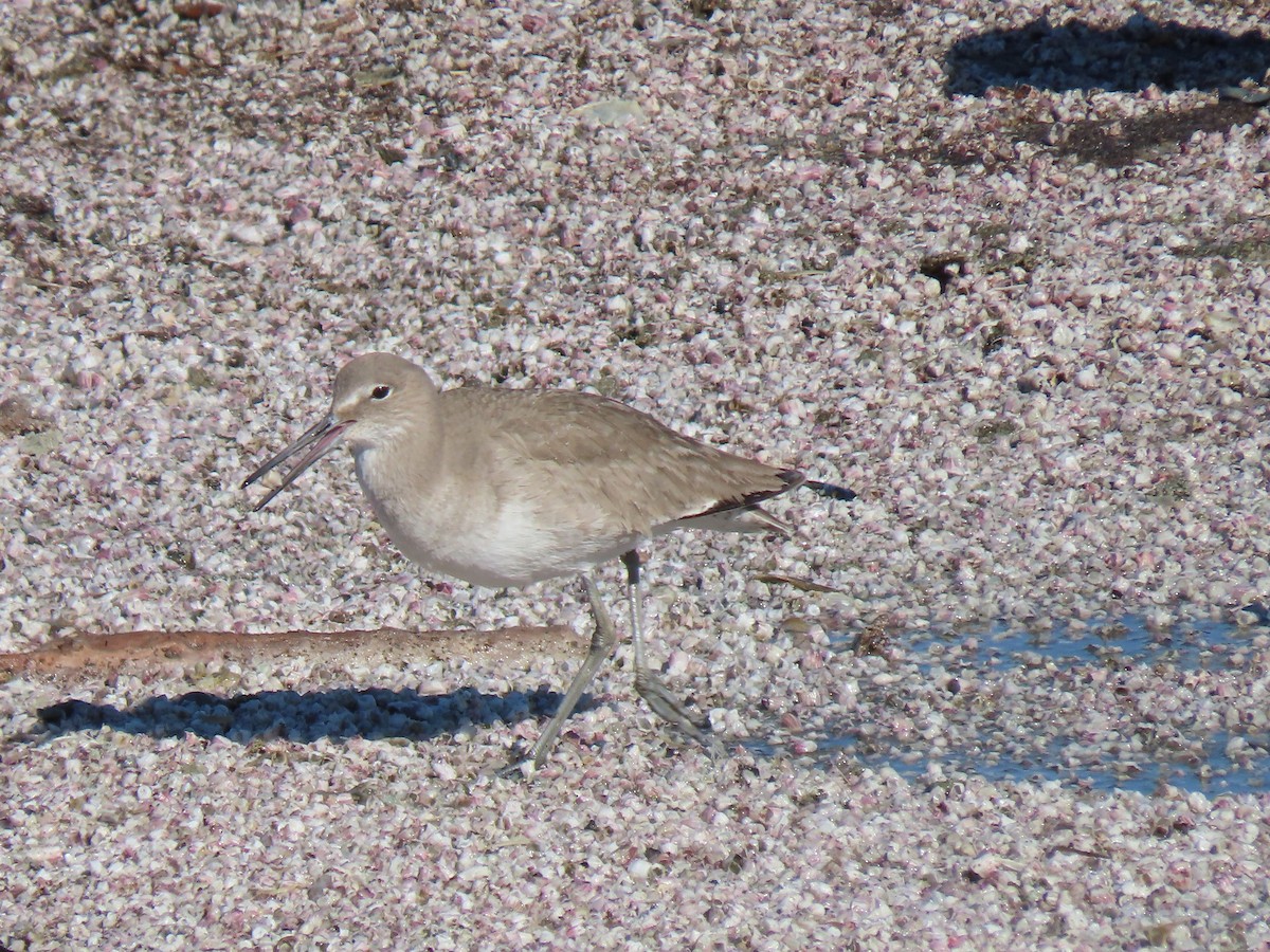 Chevalier semipalmé - ML317100021