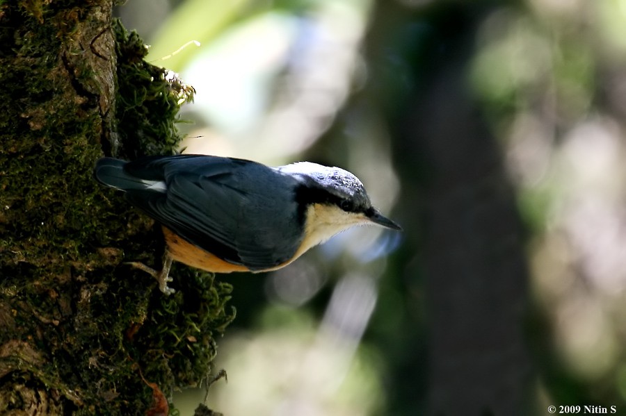 White-tailed Nuthatch - ML317100111