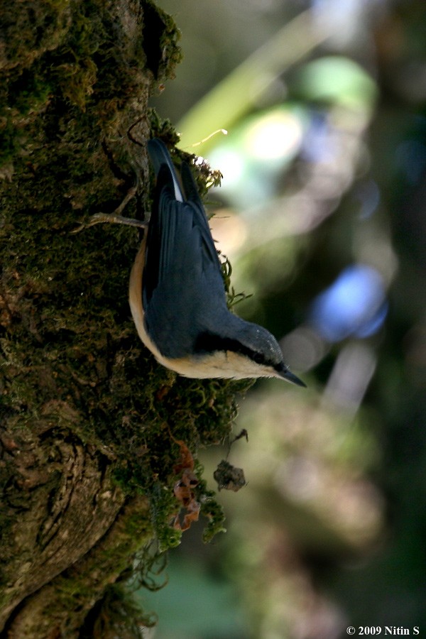 White-tailed Nuthatch - ML317100121