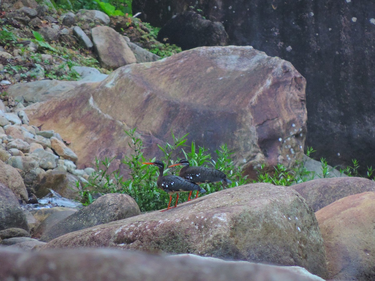 Sunbittern - ML31710041