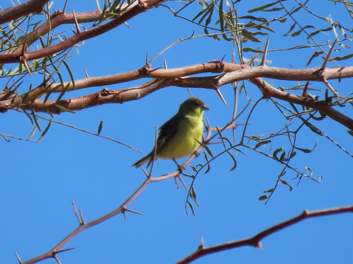 Lesser Goldfinch - Richard Ambrose