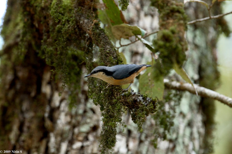 White-tailed Nuthatch - ML317100581