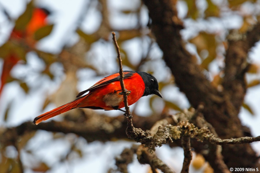 Long-tailed Minivet - ML317101301