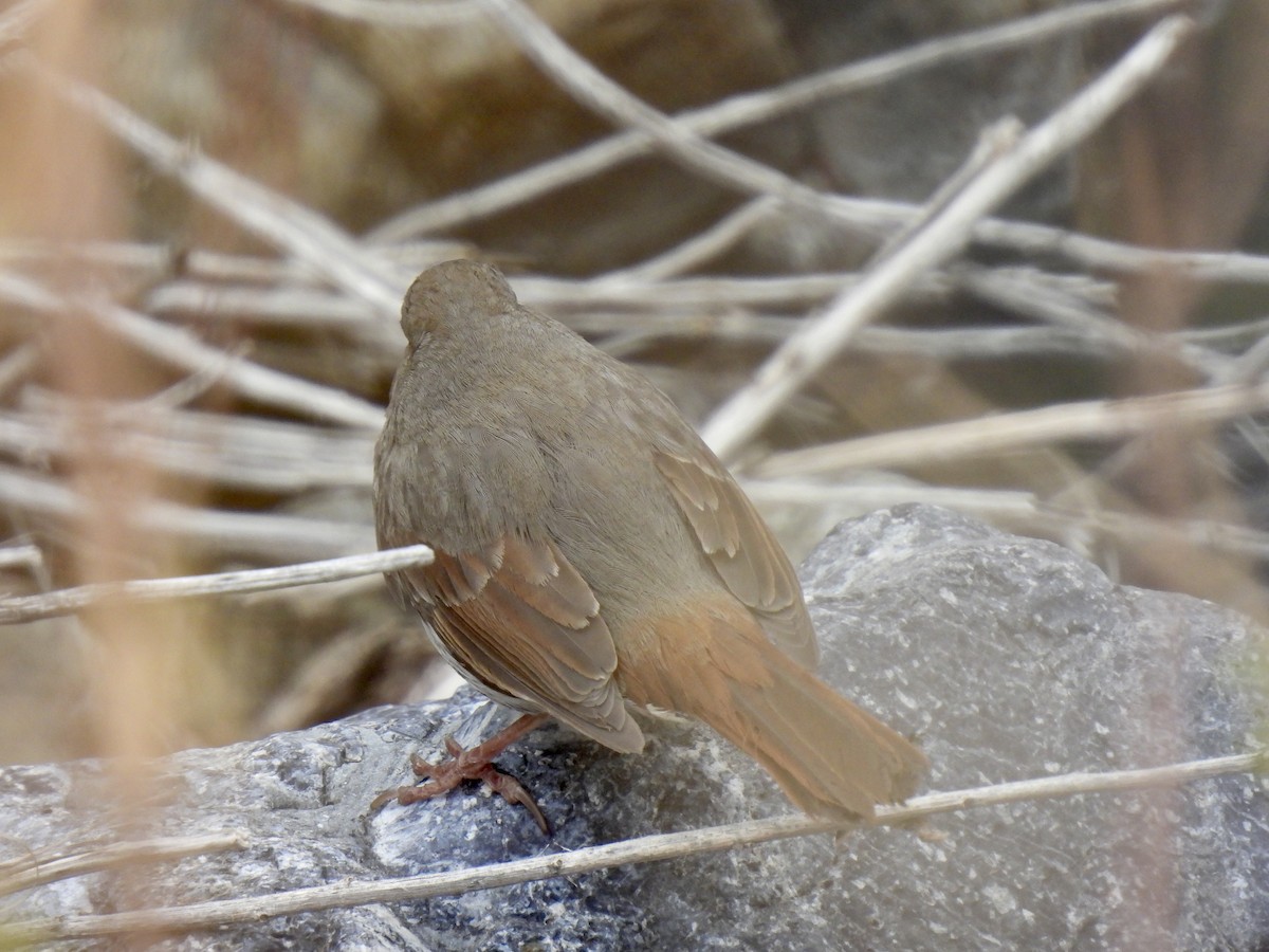 Fox Sparrow - ML317102201