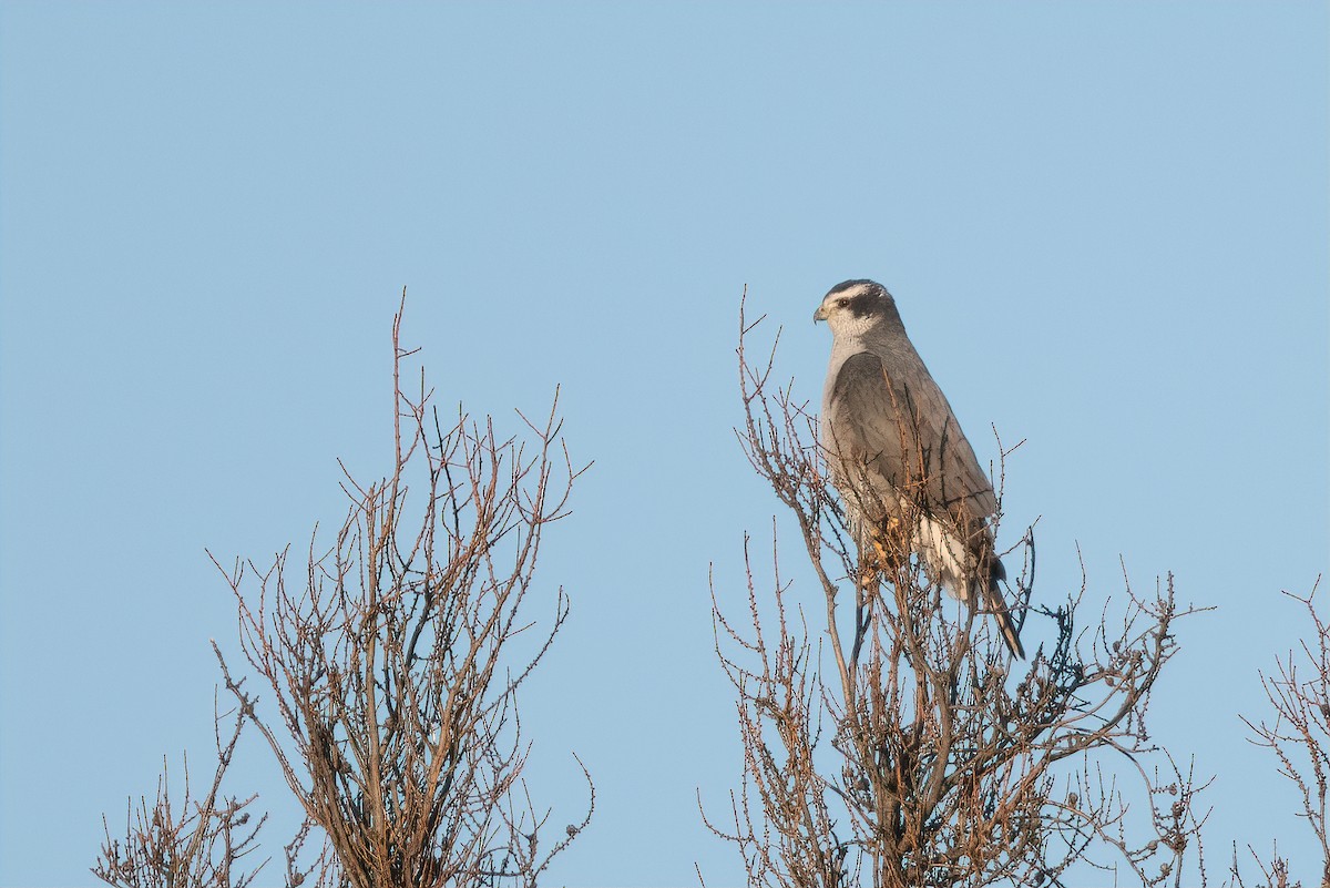 American Goshawk - Bob Bowhay