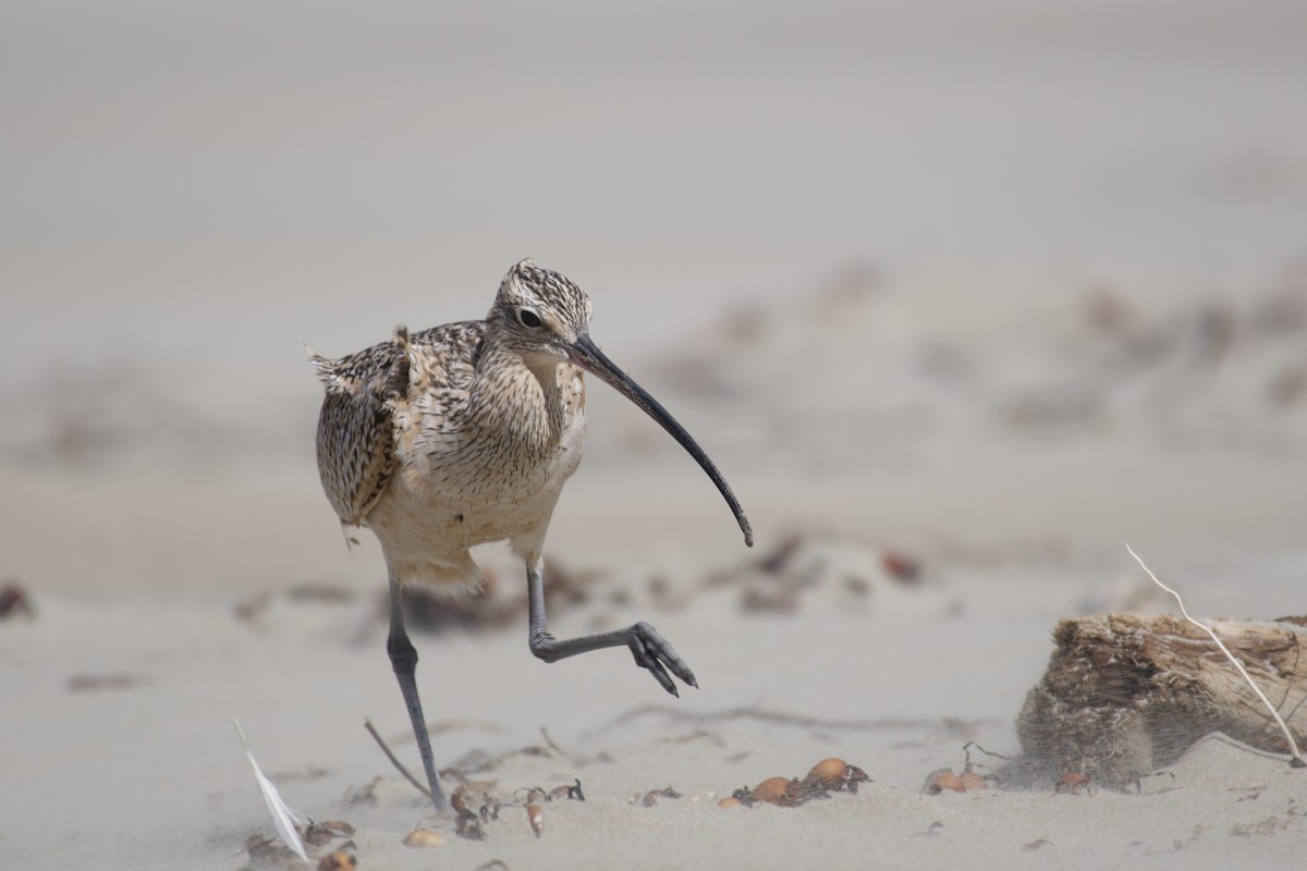 Long-billed Curlew - Neil Pankey