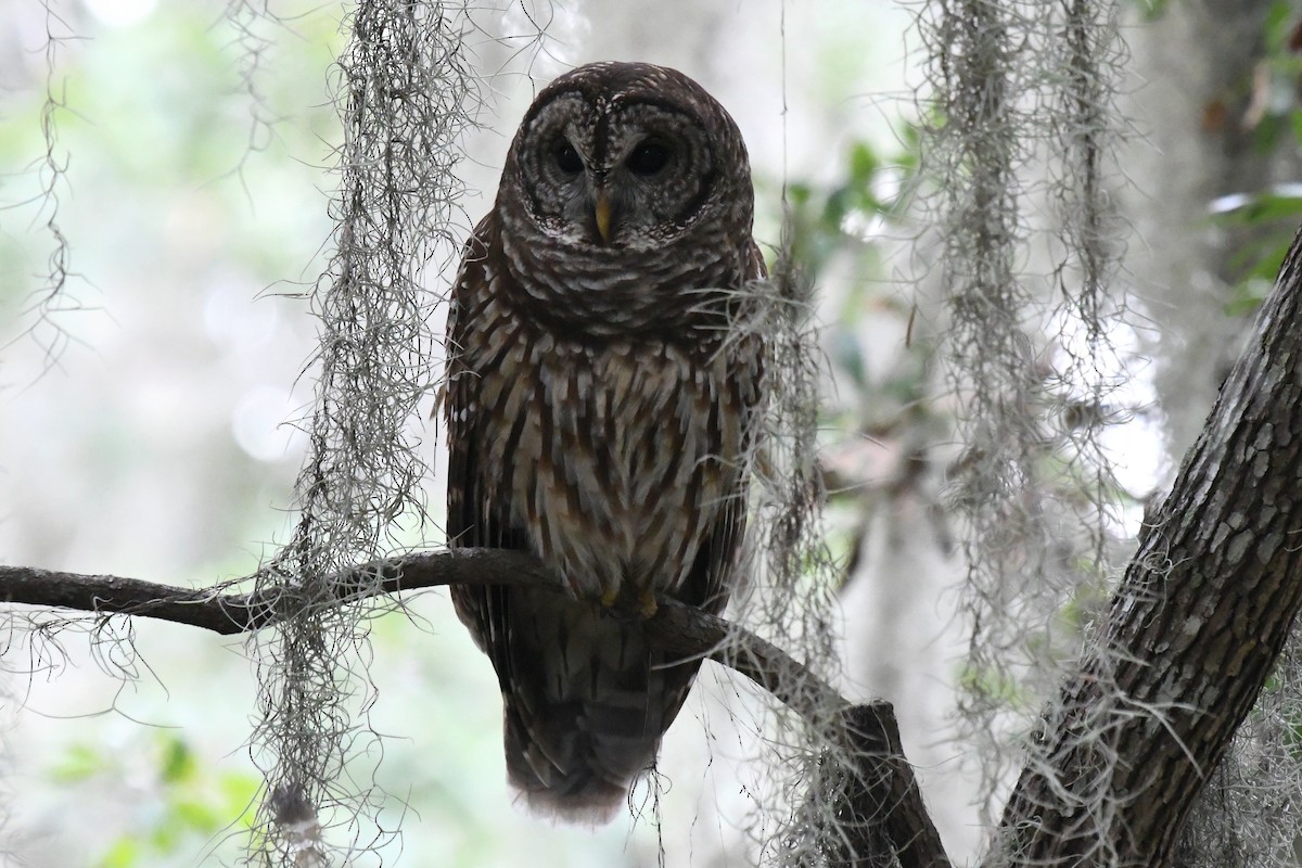 Barred Owl - Dave Kommel