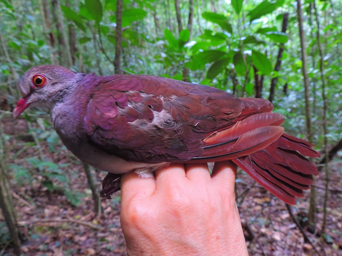 Violaceous Quail-Dove - LUIS DIAZ