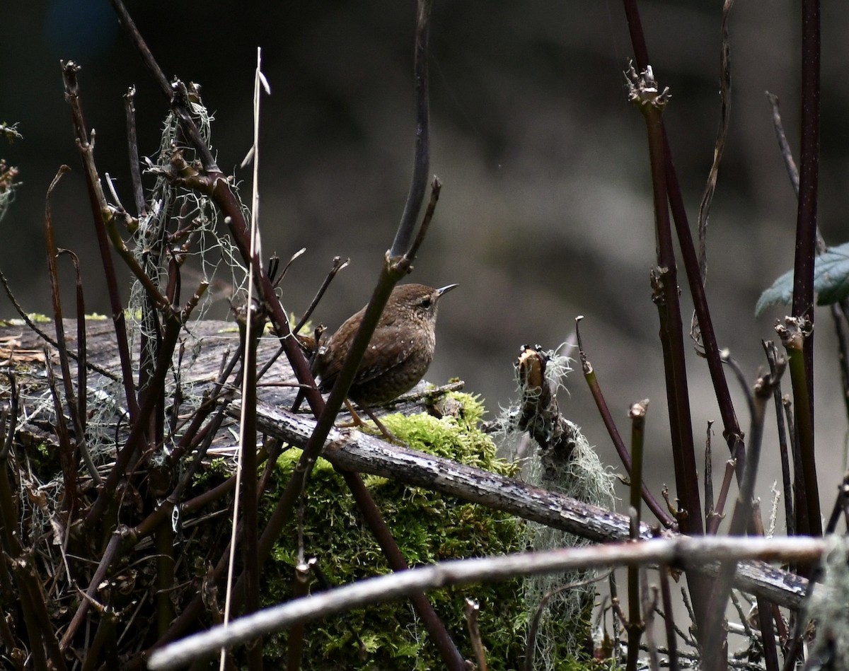 Winter Wren - ML317108111