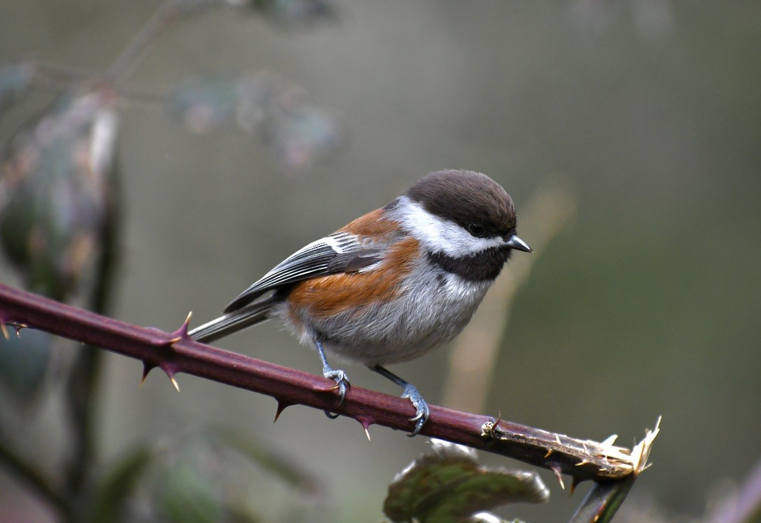 Mésange à dos marron - ML317108231