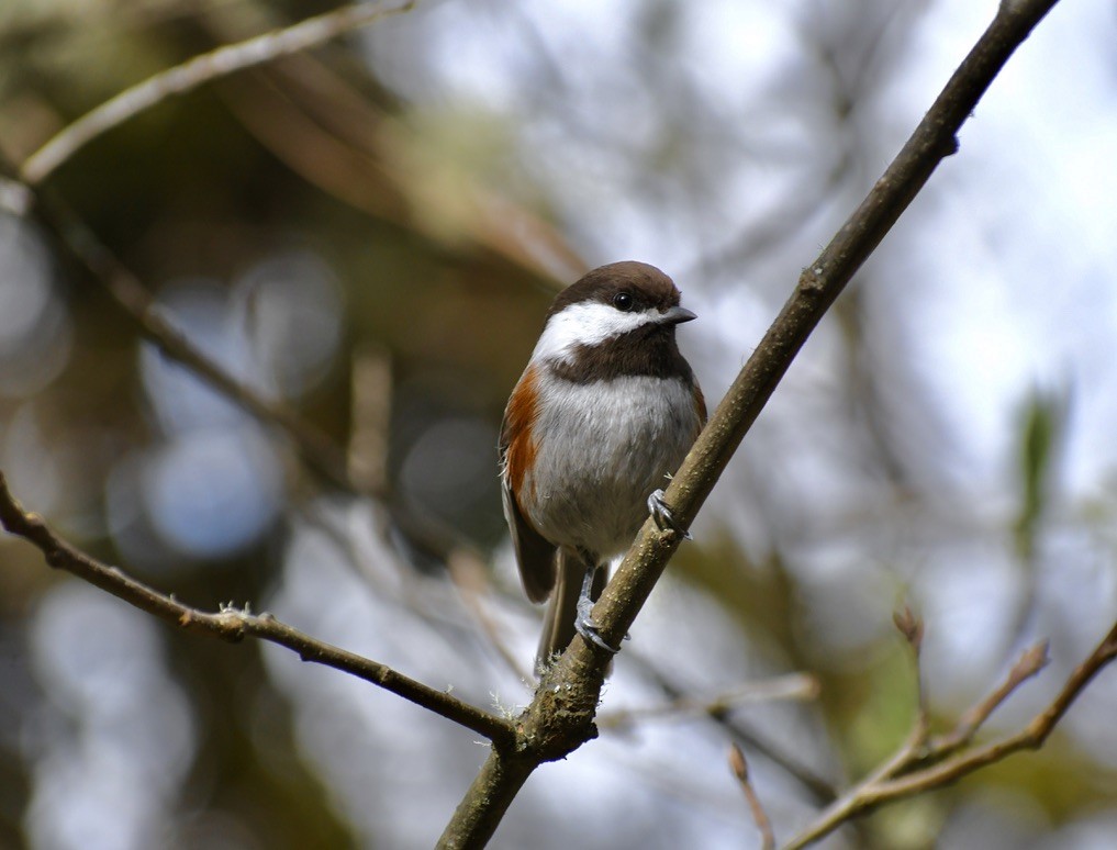 Mésange à dos marron - ML317108261