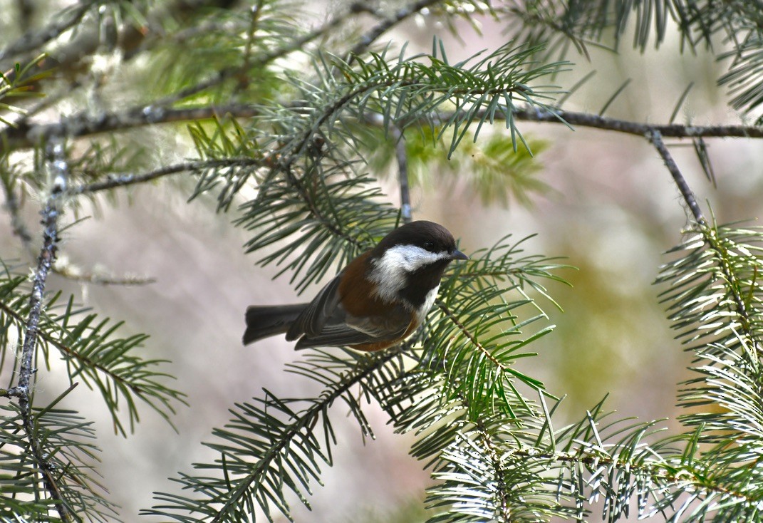 Chestnut-backed Chickadee - Robert Snowden