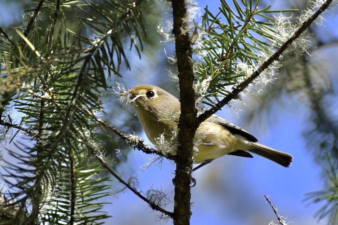 Hutton's Vireo - ML317108281