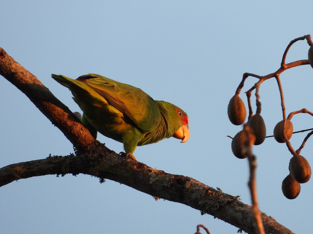 White-fronted Parrot - ML317108351