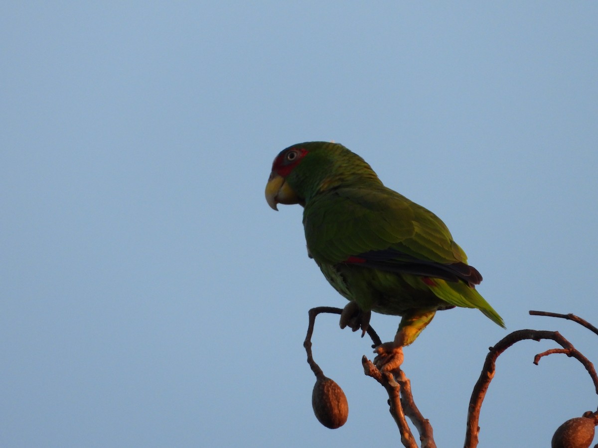 White-fronted Parrot - ML317108361
