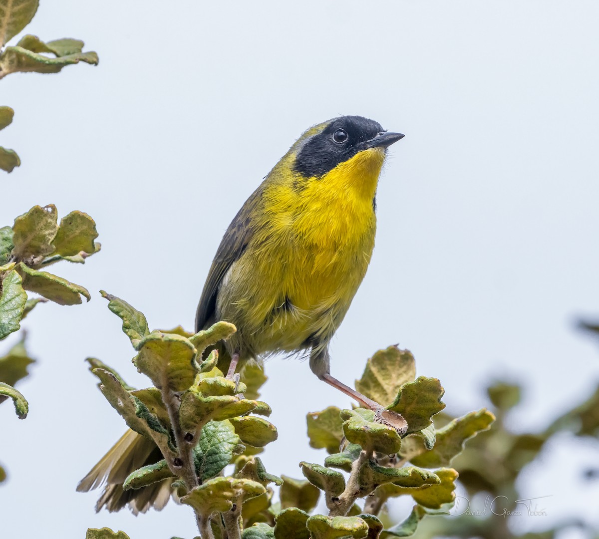 Hooded Yellowthroat - ML317108791