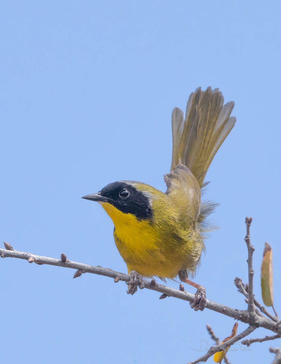 Hooded Yellowthroat - ML317108801