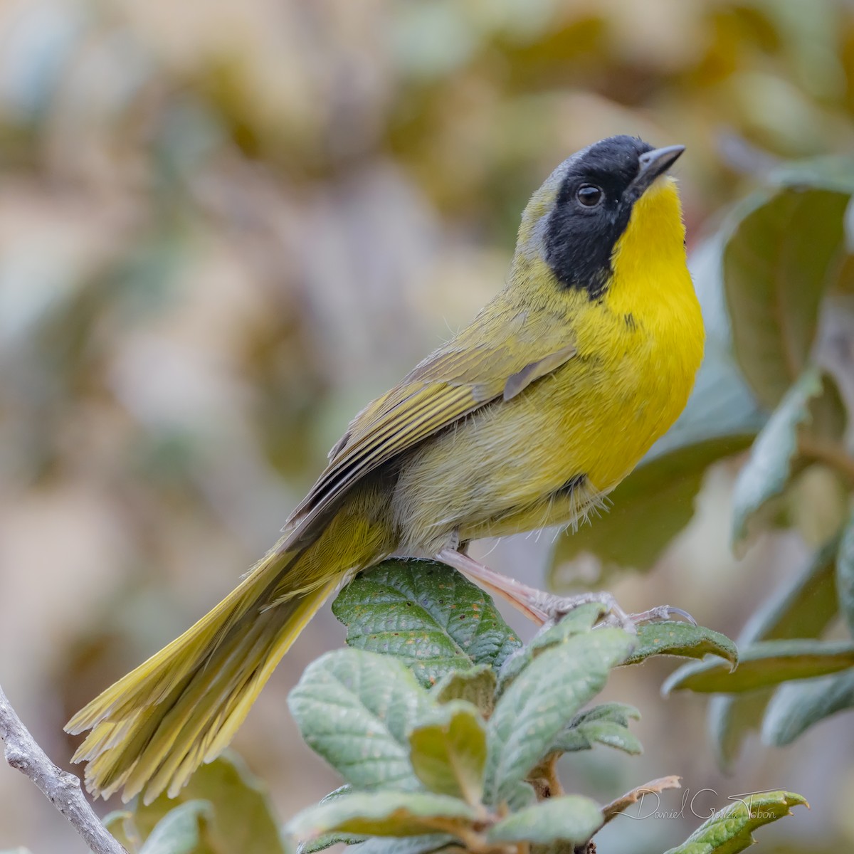 Hooded Yellowthroat - ML317108861