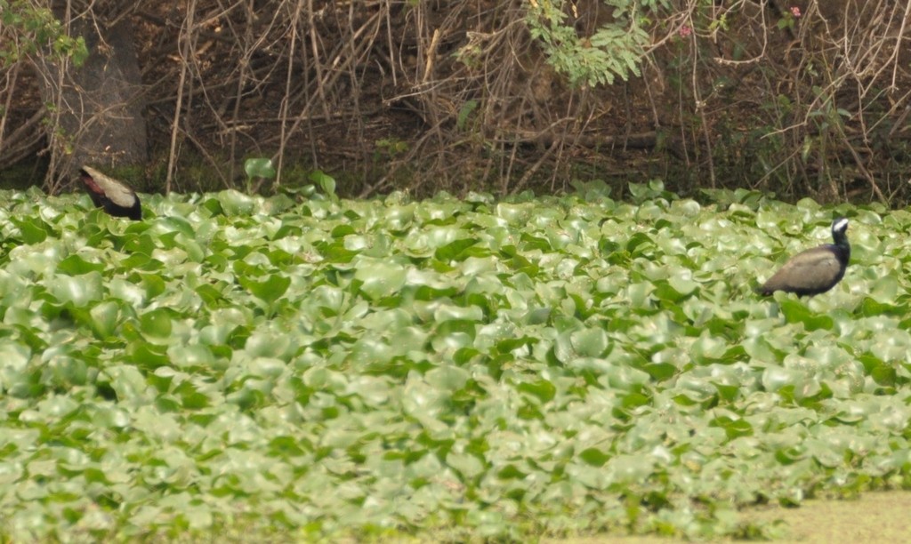 Bronze-winged Jacana - Nanda Ramesh