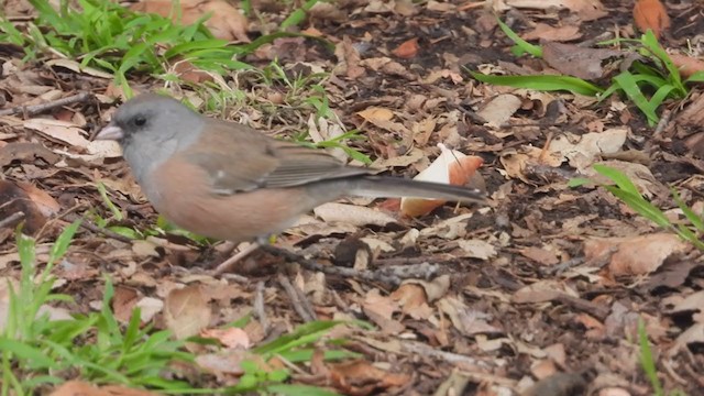 Junco ardoisé (mearnsi) - ML317111431